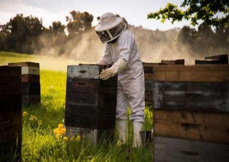 beekeeping raw honey