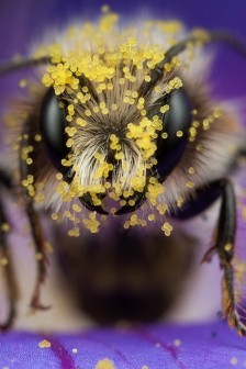 bee