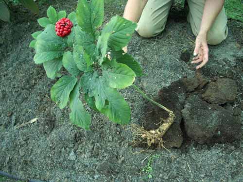 ginseng harvesting