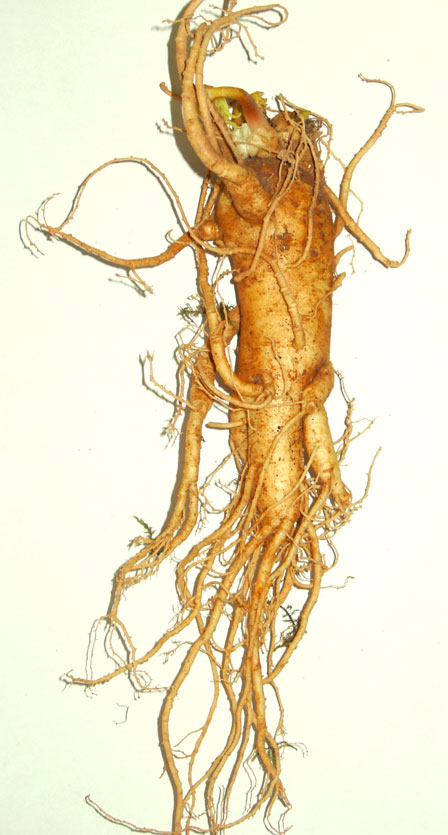 panax ginseng 3