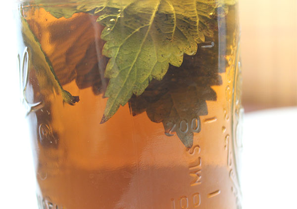nettle tea benefits