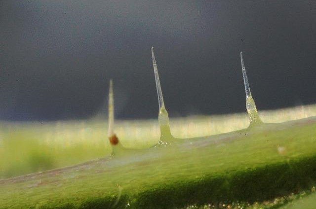 urtica dioica stinging nettle