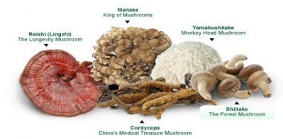 medicinal mushrooms